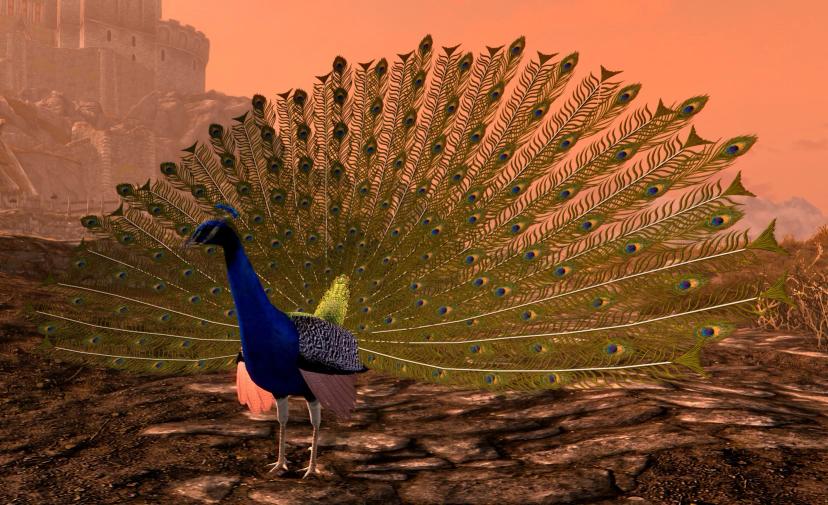 Curious Birds of Skyrim SE addon