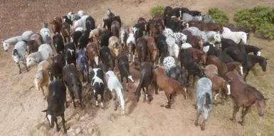 (No longer supported - see description) Ambient Horses addon